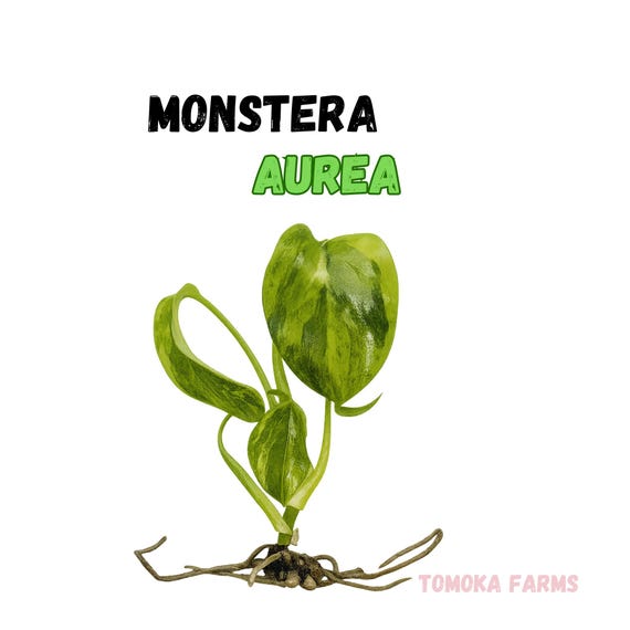 Monstera Borsigiana Aurea Variegated Tissue Culture Plant Lime green