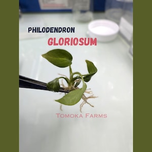 Philodendron Gloriosum  Tissue Culture plants, heart shaped leaf Live rare plant TC kit, acclimation kit