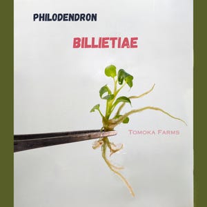 Philodendron Billietiae - Tissue Culture Plantlet - Fresh From Lab  - Rare Aroid optional acclimation kit