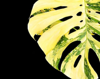 Monstera Thai Constellation Creme Brulee - Tissue Culture Plant