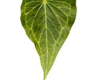 Anthurium Delta Force – Tissue Culture Starter | Rare Aroid | Collector Anthurium