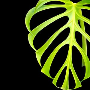 Monstera Burle Marx Flame Monstera Tissue Culture Aroid, Starter Plant