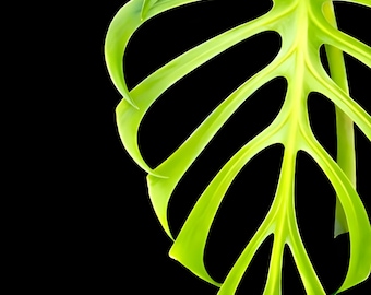 Monstera Burle Marx Flame Monstera Tissue Culture Aroid, Starter Plant