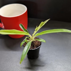 Philodendron Tortum 2&quot; Potted Starter Plant – Rare Split-Leaf Aroid, Tropical Indoor Houseplant Gift