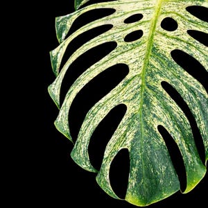May include: Close-up of a variegated Monstera leaf against a black background. The leaf features a mix of green and creamy white variegation, with large, oval-shaped holes. The leaf's edges are slightly wavy, and the overall texture is smooth.