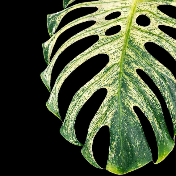 Deliciosa Devil Monster — Tissue Culture Rare Collector Specimen