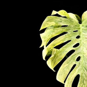 Monstera Thai Constellation Legacy - Etsy