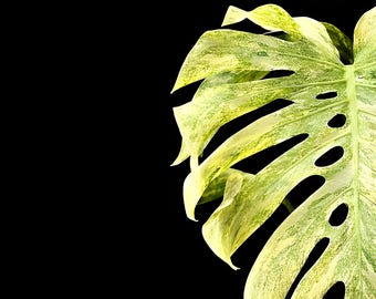 Monstera Legacy – Tissue Culture – Starter Plant / Preorder