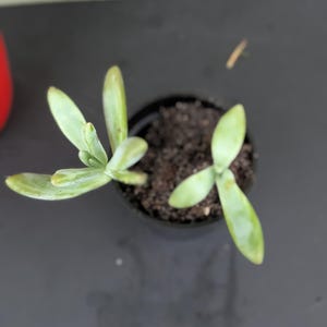 Sedum Morganianum Donkey Tail – Small 2" Starter Succulent - Low Maintenance Plant