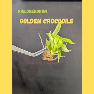 Philodendron Golden Crocodile Tissue Culture plants,  Live rare plant TC kit, ready for acclimation