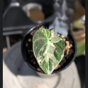 Alocasia Black Velvet Pink Variegated Starter Plant Rare Alocasia - Dark Foliage Aroid,