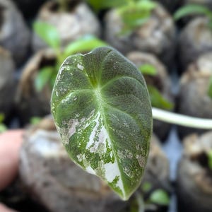 Alocasia Black Velvet Pink Variegated Starter Plant Rare Alocasia - Dark Foliage Aroid,