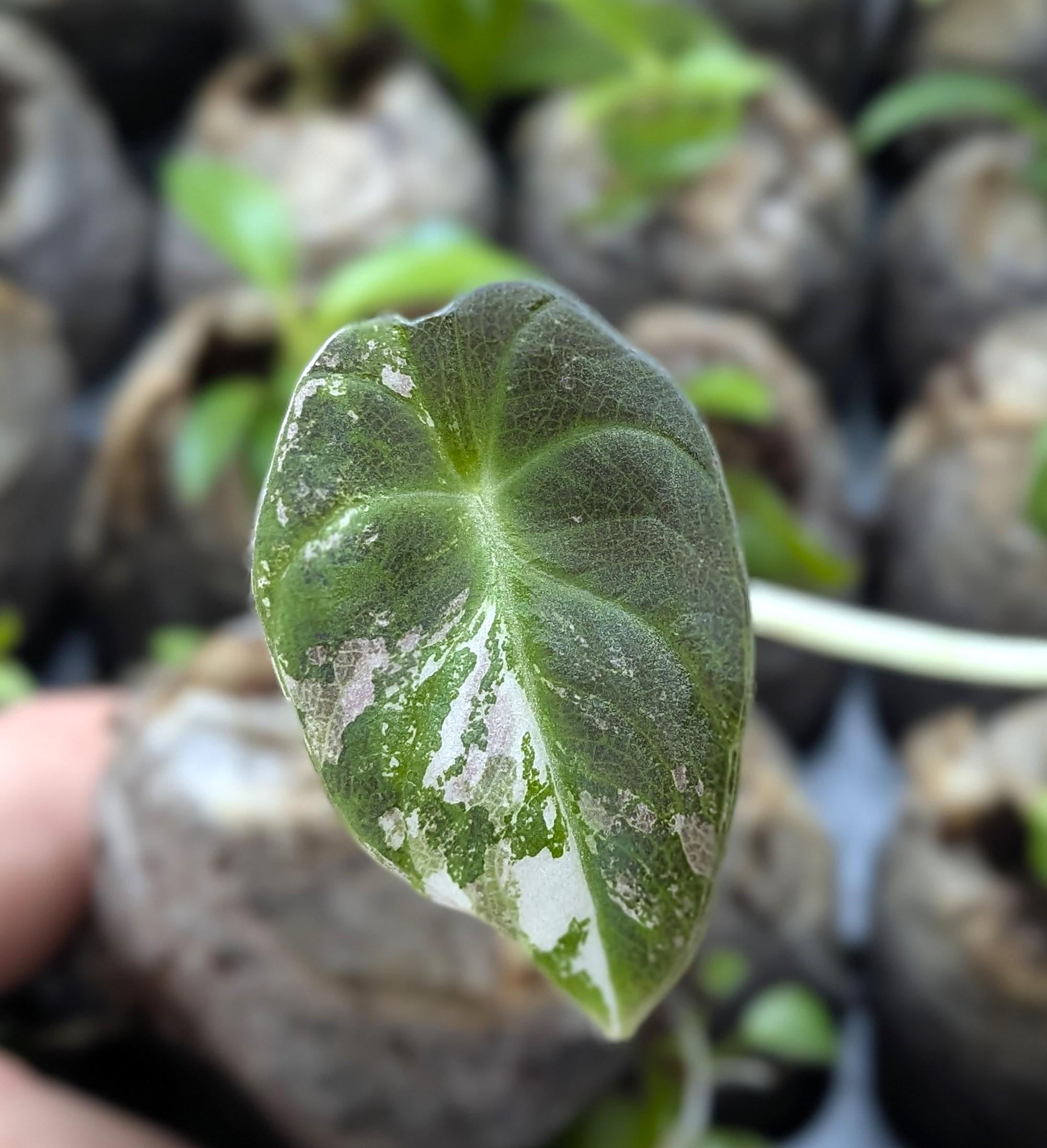 【Nyoqi1-1】Alocasia Black Velvet Pink(TC) Alocasia reginula 