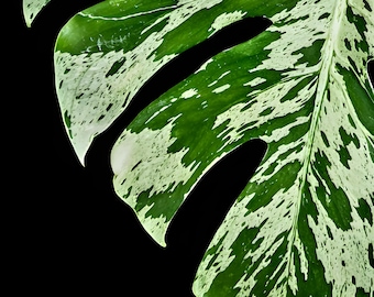 Monstera Deliciosa Bulbasaur– Tissue Culture – Starter Plant