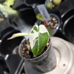 Alocasia Black Velvet Pink Variegated Starter Plant Rare Alocasia - FREE SHIPPING - Dark Foliage Aroid,