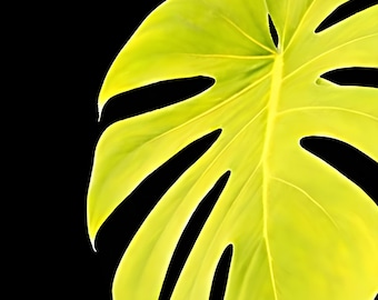 Monstera Deliciosa Lemon Lime Neon Colored Live Plant US Seller - Etsy