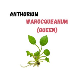 Anthurium Warocqueanum Queen Velvet Leaf Aroid  Live Plant | Tissue Culture