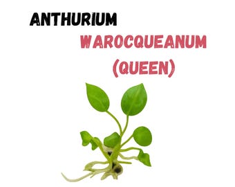 Anthurium Warocqueanum Queen Velvet Leaf Aroid  Live Plant | Tissue Culture