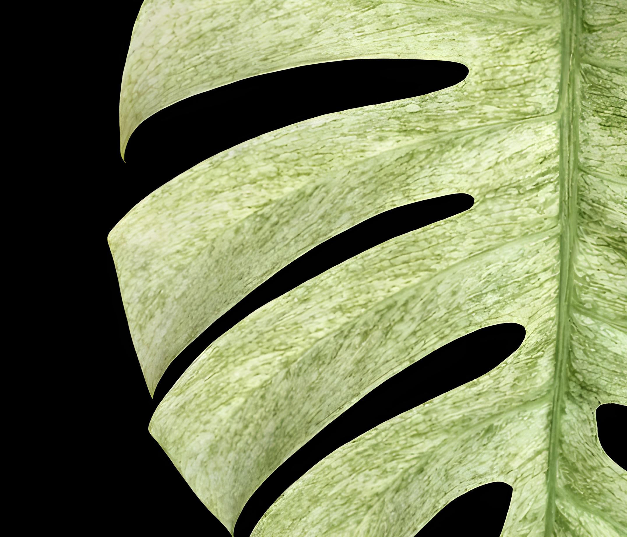 sansevieria stuckyi plant Sanseveria Stuckyii main image 0