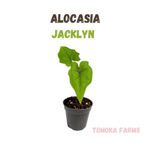 Alocasia Jacklyn starter plant, Elephant ear striking foliage textured leaves