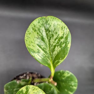 Peperomia Obtusifolia Marble Variegated Plant Easy Care Indoor low light tolerant Small Spaces Low Maintenance Houseplant Succulent-like