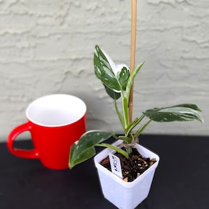 Philodendron White Wizard – Rare 3” Starter | Crisp White Variegation | Easy-Care Collector Plant