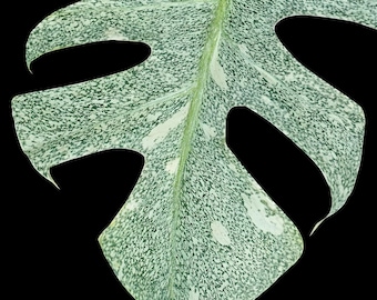 Monstera Deliciosa Starlight– Tissue Culture – Starter Plant / Preorder