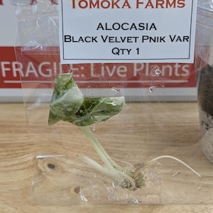 Alocasia Black Velvet Pink Variegated TC Plant | Preorder | Rare Alocasia - Dark Foliage Aroid, Acclimation Kit, TC plant bundle