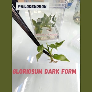 Philodendron Gloriosum  Dark Form Tissue Culture plant with Heart Shaped Leaf, Live rare plant TC kit, acclimation kit