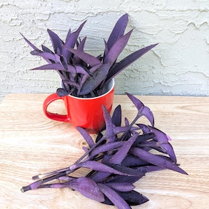 Tradescantia pallida - fresh unrooted cuttings Purple Heart plant Wandering Jew Plant Purple  Indoor Houseplant Care Gift