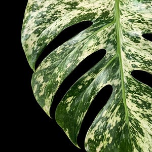 jose buono philodendron Philodendron Jose Buono Variegata – Jordan's Jungle main image 0