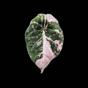 Alocasia Black Velvet Pink Var: Rare Collector's Plant Preorder TC Plant