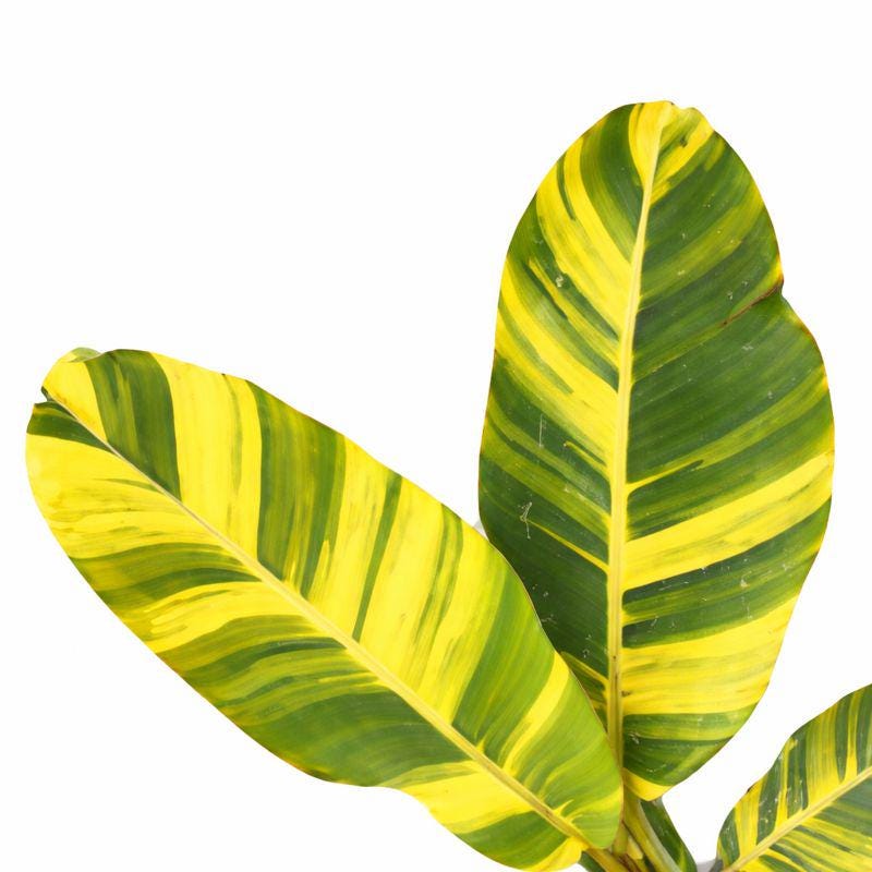 Variegated Musa Banana Tissue Culture. - Etsy