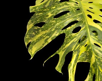 monstera deliciosa big form Buy Full Monstera Deliciosa Large Form Bush (3 Plants) – Plantlovers