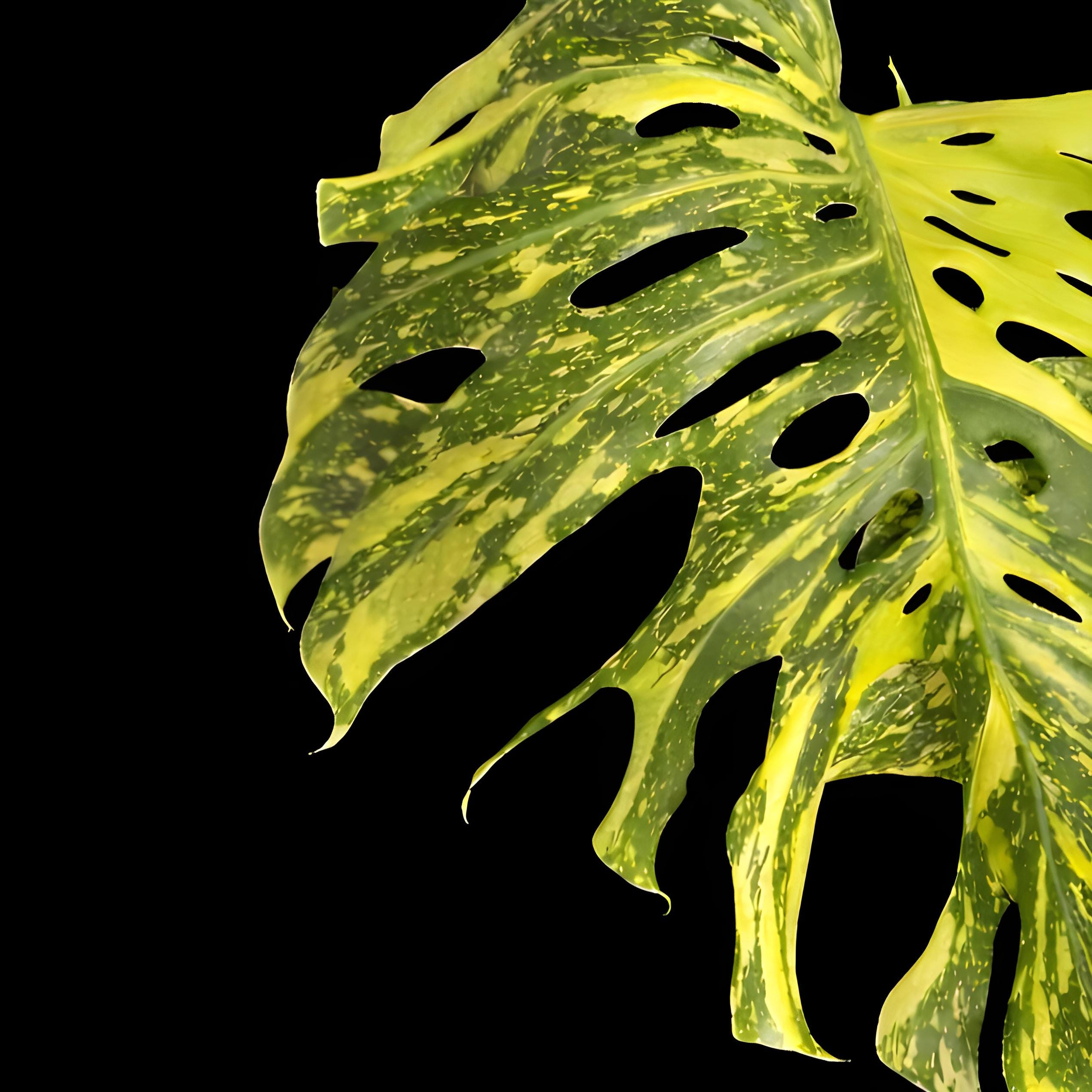 188」Monstera deliciosa “Electrolyte” (ElectroLight) モンステラ