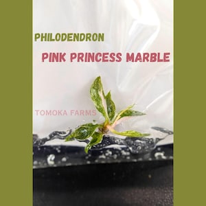 Philodendron Pink Princess Marble Tissue Culture plant High Variegation