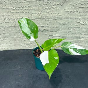 Philodendron White Wizard – Rare 4” Starter | Crisp White Variegation | Easy-Care Collector Plant