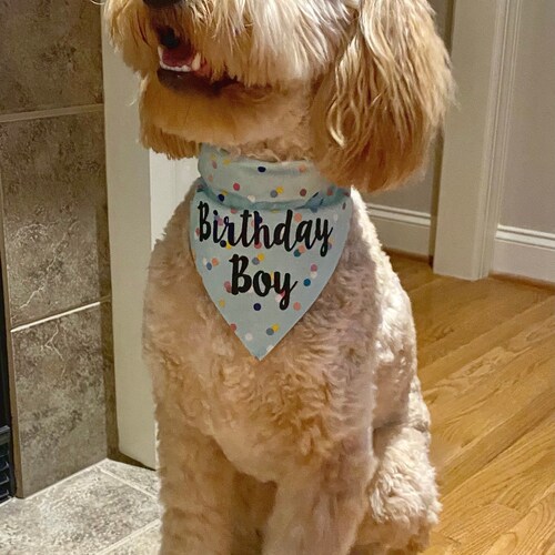 Birthday Boy Dog Bandana Over the Collar Dog Bandana Custom Etsy