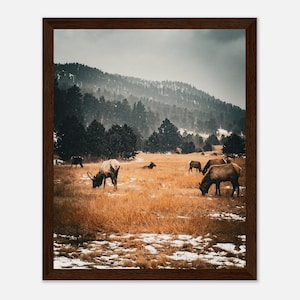 Poster con cornice in legno di qualità museale di Colorado Elk, carta opaca, 8x10 pollici