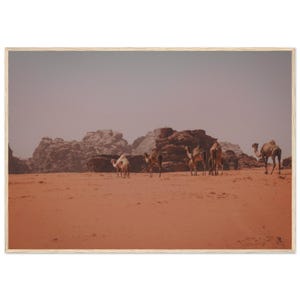 Cammelli nelle sabbie del Wadi Rum Poster con cornice in legno su carta opaca di qualità museale 70 x 100 cm / 28 x 40 pollici