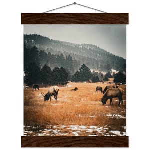 Colorado Elk Museum-Quality Matte Paper Poster with Hanger 20x25 cm / 8x10″ inches