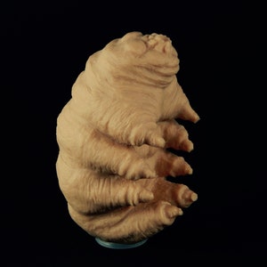 Tardigrade caoutchouteux image 1