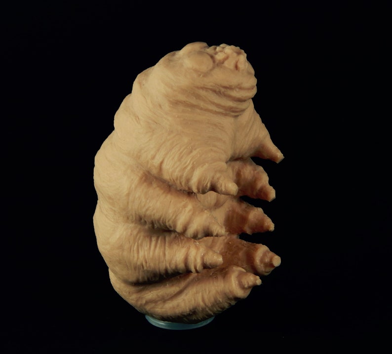 Tardigrade caoutchouteux image 1