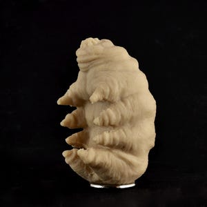 Tardigrado gommoso