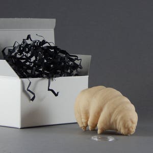 Rubbery Tardigrade image 3