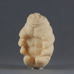 Tardigrade caoutchouteux image 4