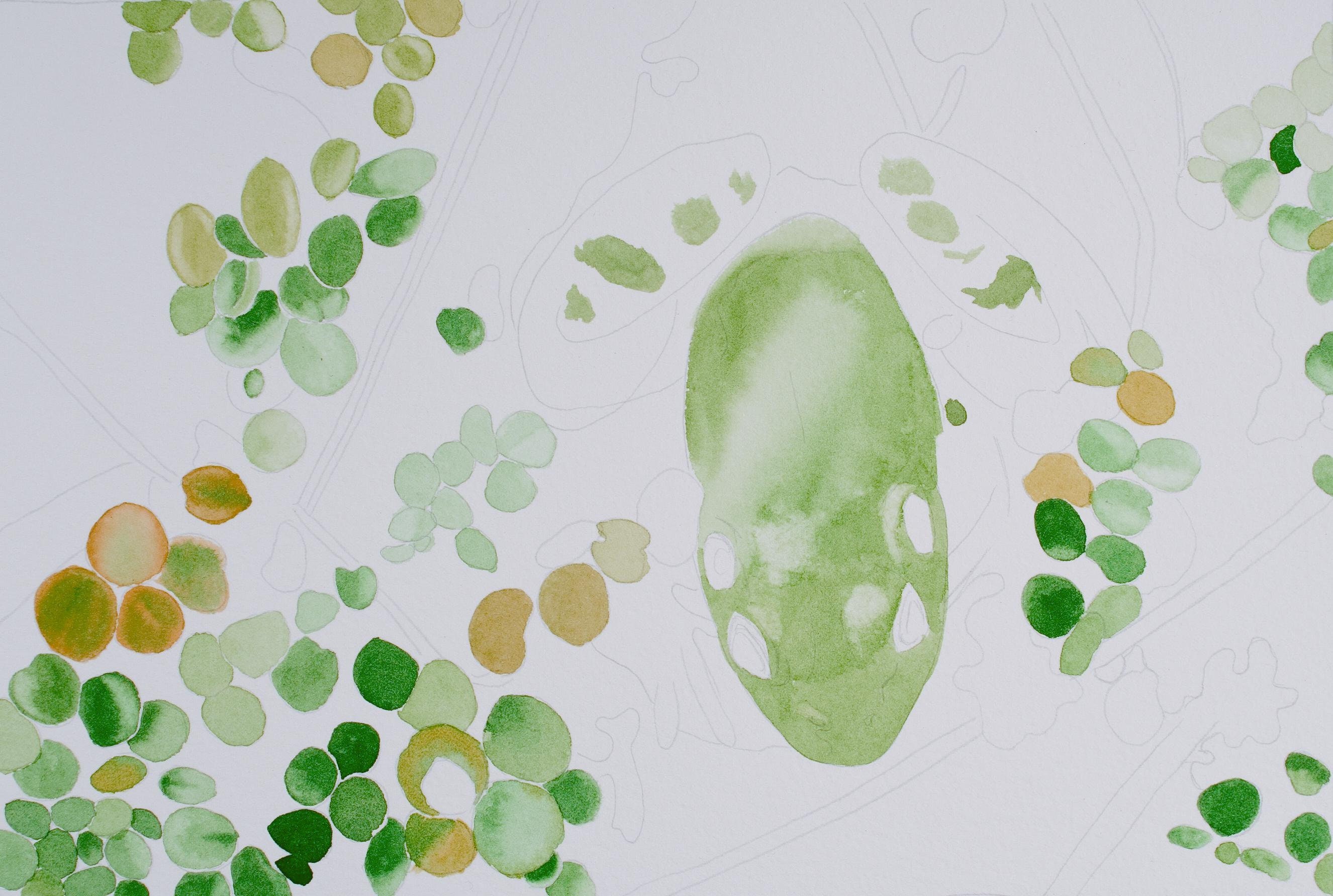 How to Paint Frog Watercolor Colored Pencil Step by Etsy