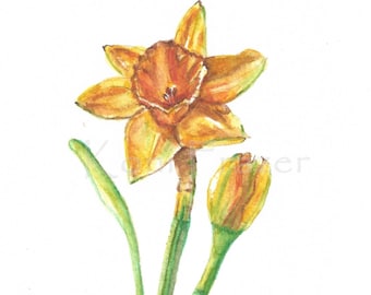 Daffodil watercolor painting, spring flowers, Original watercolor, not a  print, flower painting, 5 x 7, ready to frame