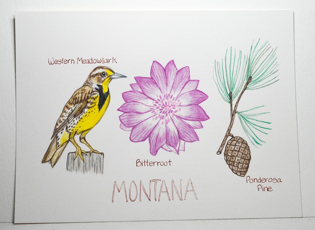 Montana State Bird, Flower, Tree, Original Watercolor Painting, Western ...