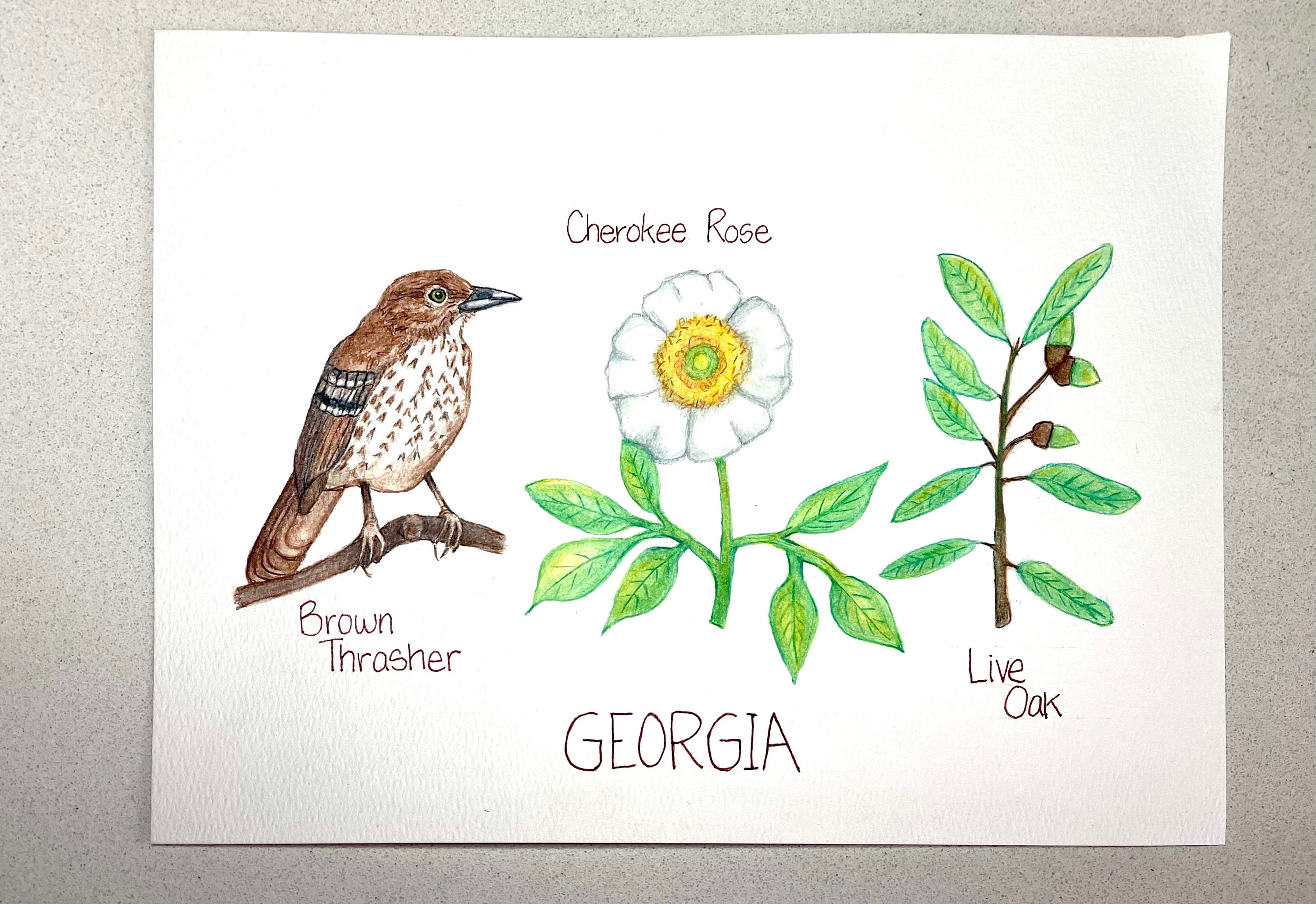 Georgia State Bird, State Flower, State Tree, Original Watercolor ...